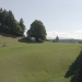 Die magische Welt der Bäume - Die Linde