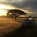 The Serengeti Rules - Die Macht des Gleichgewichts