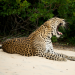 Wildes Sri Lanka