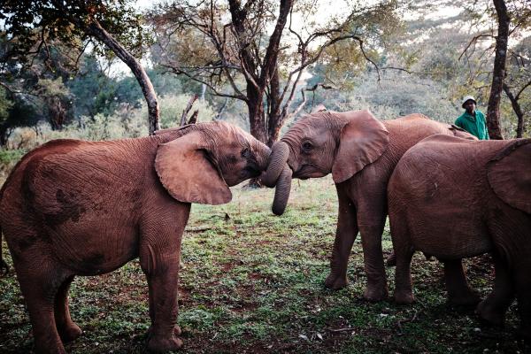 Bild 1 von 15: In einer Auffangstation bekommen Elefantenwaisen eine zweite Chance. Hier werden sie rund um die Uhr versorgt und lernen für ihr späteres Leben in Freiheit.