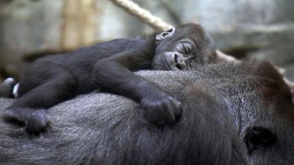 Bild 1 von 2: Das vier Monate alte Gorillababy Wela im Frankfurter Zoo.