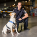 Hunde im Einsatz