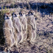 Tierische Titanen - Wilde Kalahari-Wüste