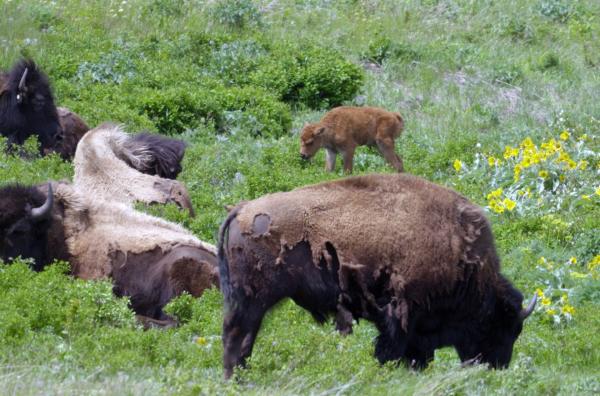 Bild 1 von 6: Frisch angesiedelte Bisons in der Prärie des Waterton-Lakes-Nationalparks