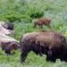 Kanadas Nationalparks