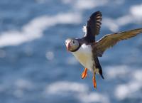 Schottlands neue Wildnis