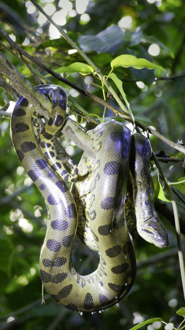 Bild 1 von 1: Auch als Wasserschlange muss die Grüne Anakonda auf Bäume, um sich aufzuwärmen.