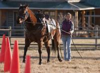 Heartland - Paradies für Pferde