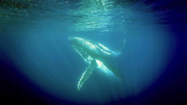Bild 1 von 10: Buckelwal Mutter und junges Kalb. Das Kalb legt pro Tag durch die nahrhafte Muttermilch 35 kg zu.