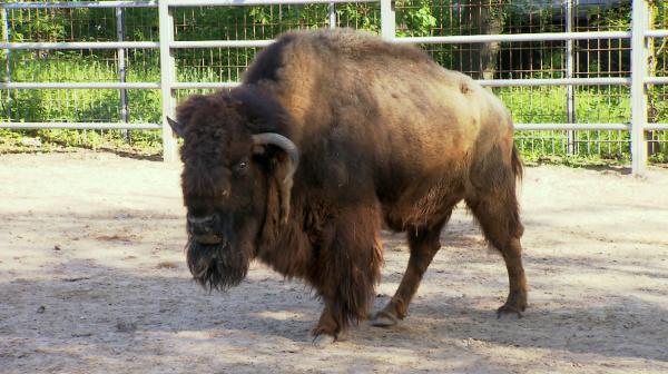Bild 1 von 2: Die Bisons werden heute gegen die Blauzungenkrankheit geimpft. Für das Tierärzteteam um Tobias heißt das: Blasrohr raus, zielen und hoffentlich beim ersten Mal treffen.