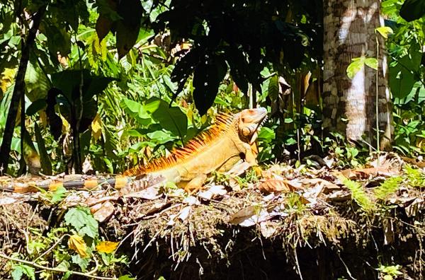 Bild 1 von 6: Ein Leguan im Nationalpark Los Guatuzos in Nicaragua
