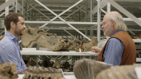 Bild 1 von 15: Wilfried Rosendahl (r.) und Mirko Drotschmann (l.) neben dem Unterkiefer eines Flusspferdes, das während der letzten Eiszeit an den Ufern des Rheins lebte.