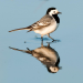 Gefiederte Nachbarn - Unsere Gartenvögel