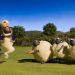 Shaun das Schaf