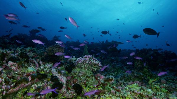 Bild 1 von 5: Die Korallenriffe Tuamotus bieten Nahrung, Schutz und Heimat für viele Bewohner.