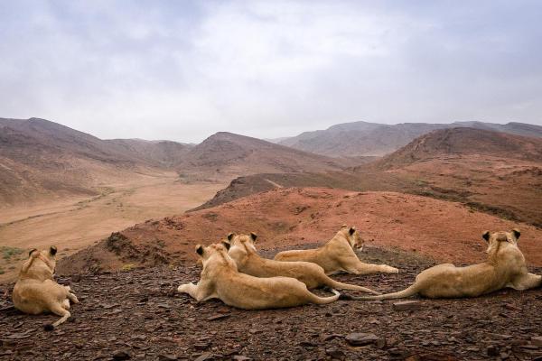 Bild 1 von 23: Im Bild: Löwen der Namib Wüste.