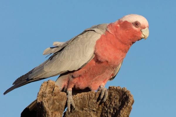 Bild 1 von 6: Rosakakadus sind immer für Unterhaltung gut.