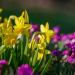 Natur im Garten