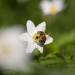 Ziemlich wilde Bienen