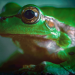 Die verrückte Welt der Amphibien