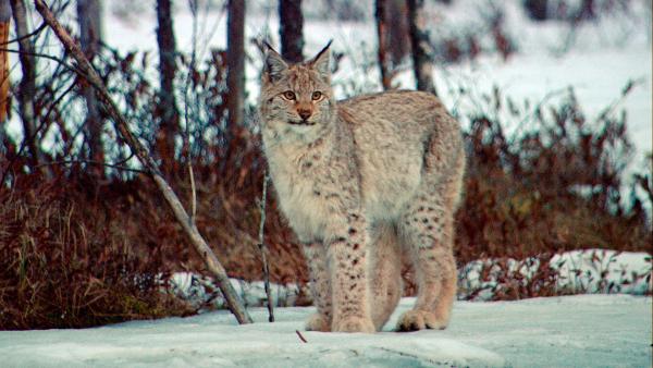 Bild 1 von 15: Luchse sind in Finnland heimisch, jedoch selten. Während der Dreharbeiten zu \