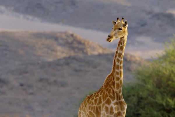 Bild 1 von 7: Mit dem langen Hals und den langen Beinen ist das Trinken für die Giraffen ein Kraftakt. Den Großteil ihres Bedarfs an Flüssigkeit gewinnen Giraffen aus Blättern. Sie sind dreiviertel ihres Lebens damit beschäftigt, genügend Nahrung zu finden.
