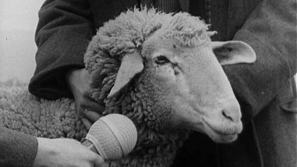 Bild 1 von 1: Schaf im Interview.