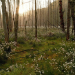 Tausend Moore, hundert Seen und ein Wald