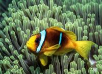 Tierische Titanen