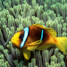 Tierische Titanen