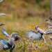 Abenteuer Wildnis