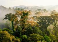 Unser grüner Planet: Tropen