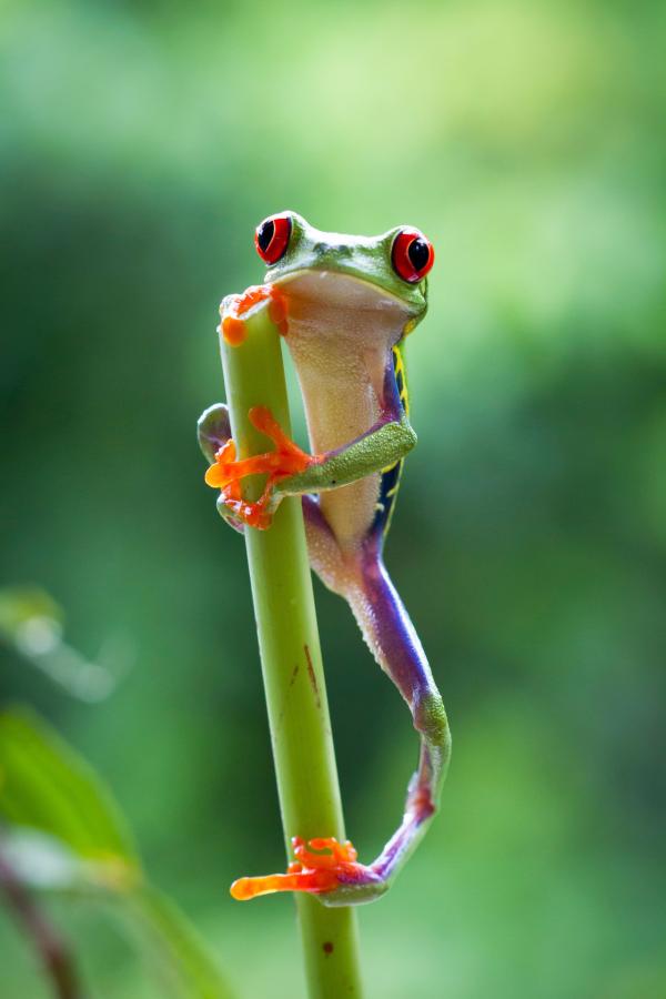 Bild 1 von 15: Ein Rotaugenfrosch legt eine Kletterpause im Regenwald von Costa Rica ein.