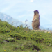 Pfeif drauf! Die Alpenmurmeltiere