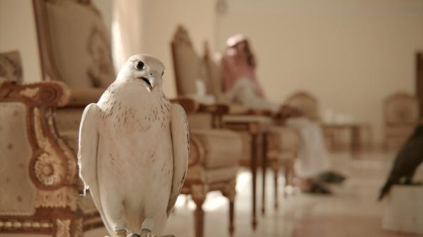 Bild 1 von 5: Der Falke als Jagdgefährte - einst und jetzt.