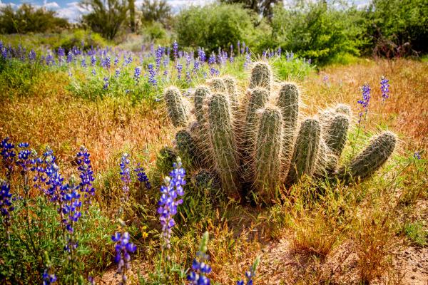 Bild 1 von 15: Nach einem der seltenen Regenschauer sprießen in der Wüste im Norden Mexikos Blüten, die einen Echinopsis-Kaktus umgeben.