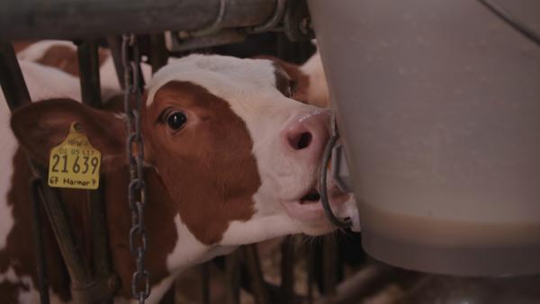 Bild 1 von 15: Auf dem Milchviehhof von Bettina H. kommen pro Jahr um die 180 Kälber pro Jahr auf die Welt.