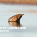 Die seltsamsten Tiere der Welt