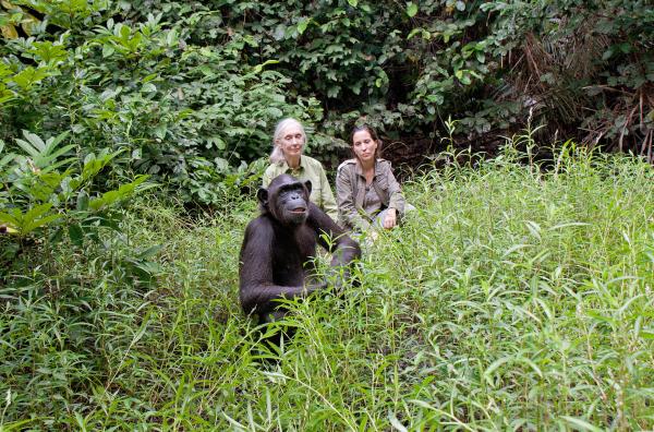 Bild 1 von 7: Jane Goodall (li.) und Rebeca Atencia (re.), Managerin des Jane Goodall Institute (JGI) im Kongo, beobachten Wounda bei ihrem ersten Freigang.