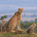 Die Großkatzen der Masai Mara