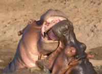 Die Großkatzen der Masai Mara
