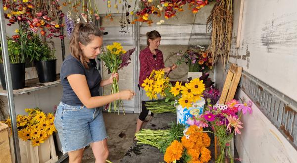Bild 1 von 4: Gemeinsam mit ihrer Mitarbeiterin bindet Natalie Sträuße für die Solawi-Mitglieder, lokale Floristen und ihren Blumenautomaten in Ratzeburg.