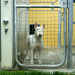Tiere und andere Menschen