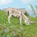 Die bunte Nutztierwelt in Vorarlberg