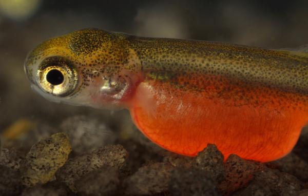 Bild 1 von 3: Von allen Lachssorten ist der Rotlachs der wertvollste Fisch seiner Gattung.