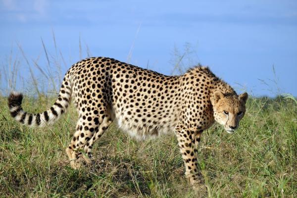 Bild 1 von 31: Im Bild: Leopard.