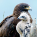 Chinas wilde Geheimnisse