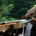 Tiere bis unters Dach