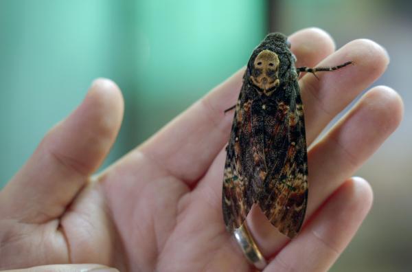 Bild 1 von 4: Der Totenkopfschwärmer bekam seinen Namen aufgrund des Totenkopfes, den er auf seinem Thorax trägt. Er ist jedoch harmlos.