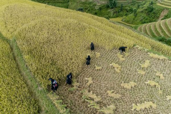 Bild 1 von 11: Die ganze Familie hilft bei der Ernte auf den Reisterrassen.
